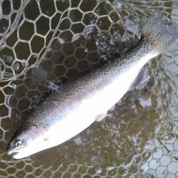 大安トラウトレイク 釣果